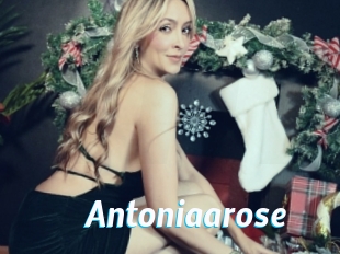 Antoniaarose