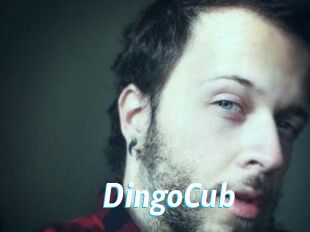 DingoCub