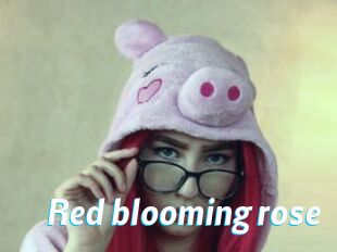 Red_blooming_rose